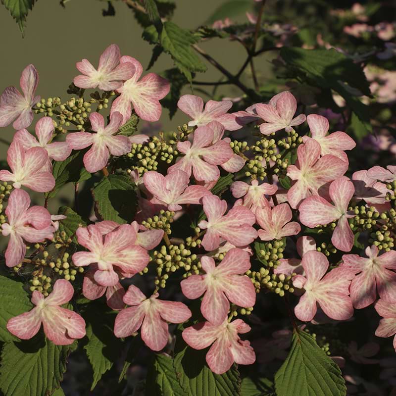 Japansk Snebolle Sartrosa blomster