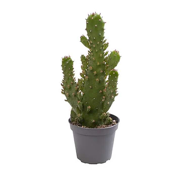 dysmantle kaktus Notocactus uebelmannianus monstrosus