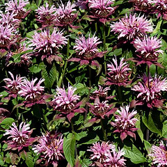 Hestemynte (Monarda hybrid 'Beauty Of Cobham') Potte 9 cm
