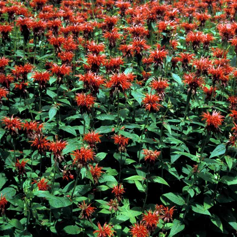 Hestemynte Monarda