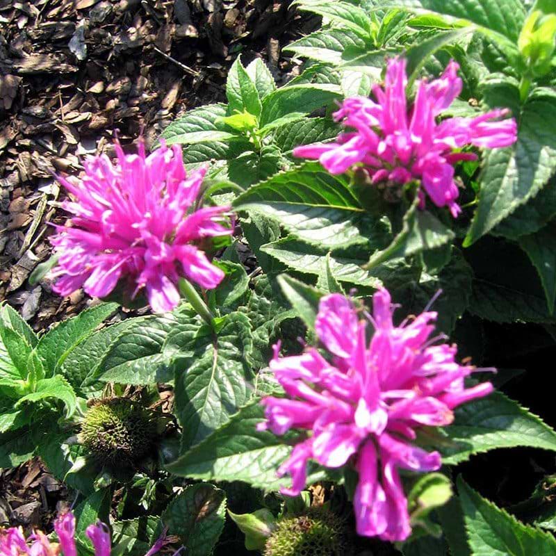 Hestemynte Monarda hyb Petite Delight
