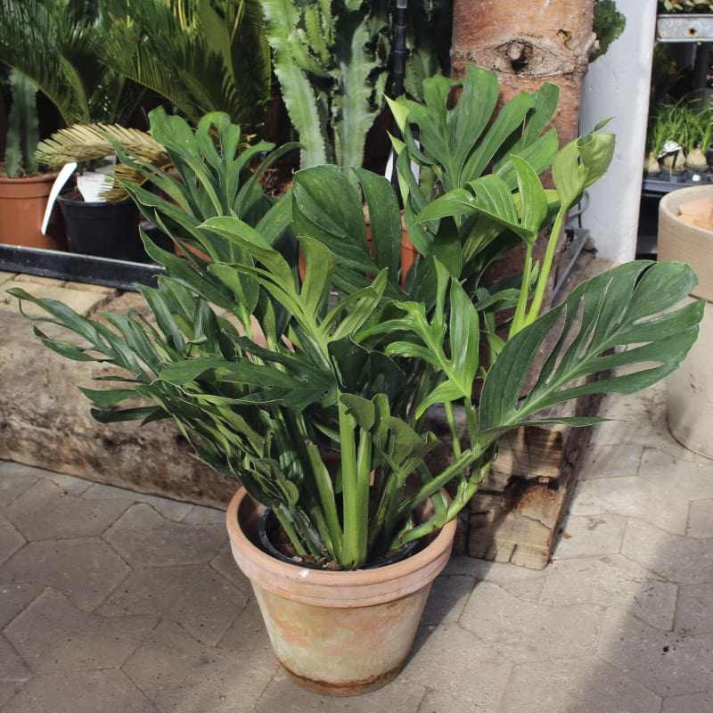 Philodendron Monstera i krukke