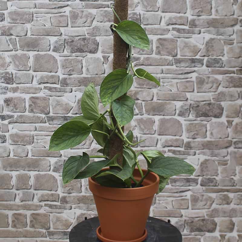 Monstera Pinnatipartita 
