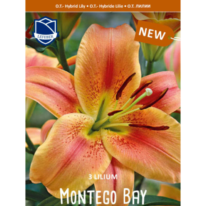 montego bay
