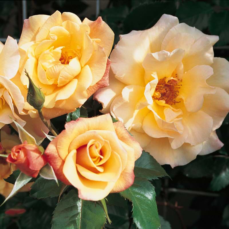 kordes rose moonlight