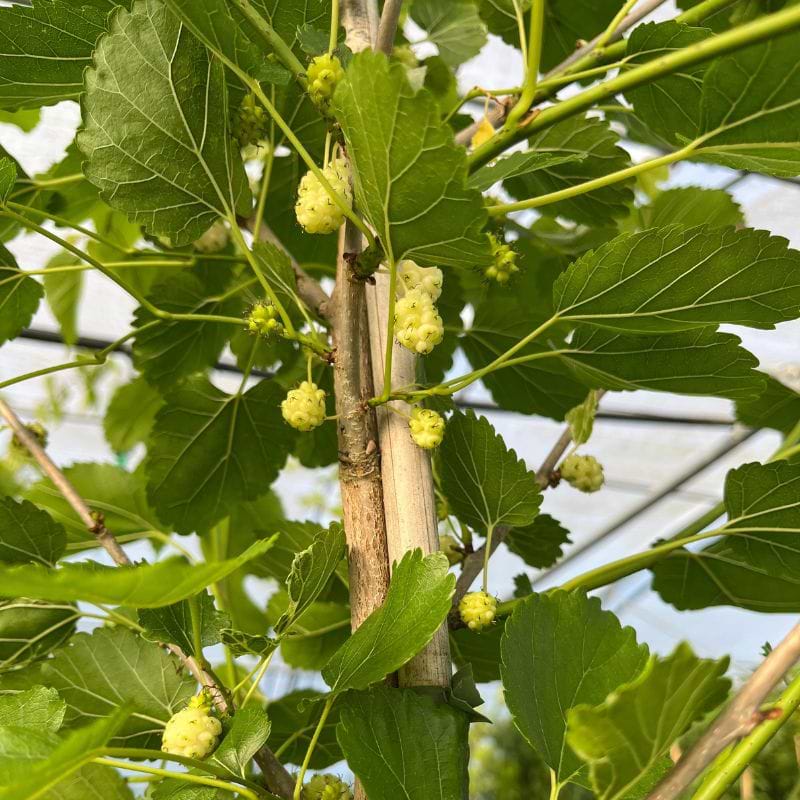 Morbær Hvid (Morus Alba 'White Berry') 