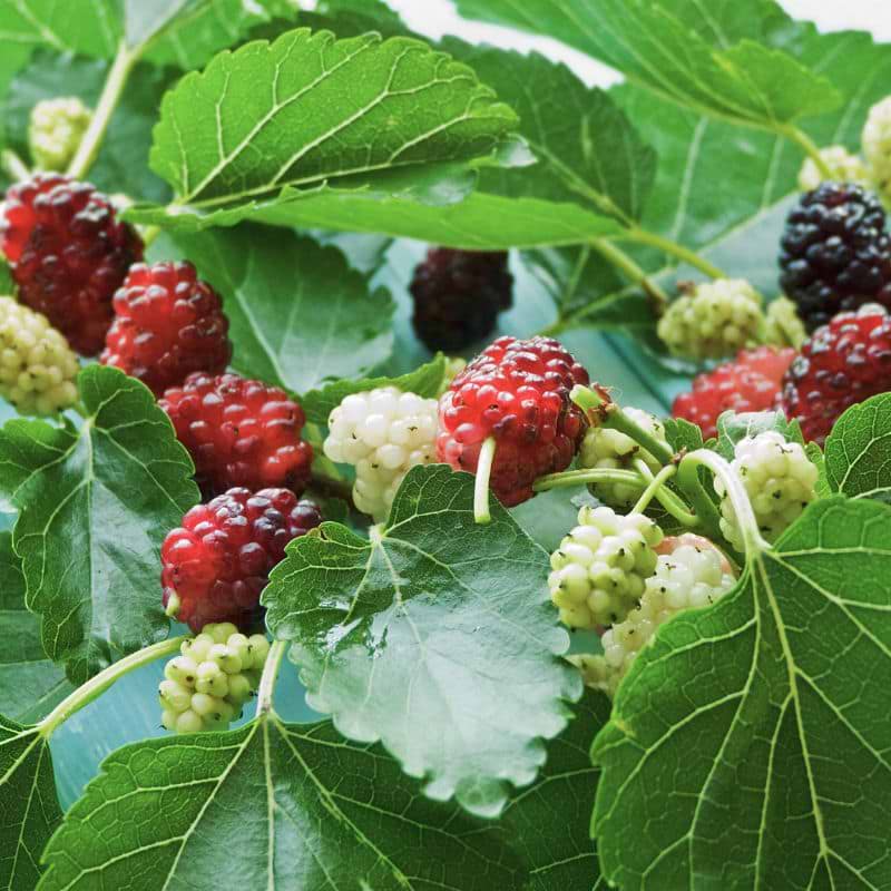 Morbærtræ (Morus Alba 'Nana')