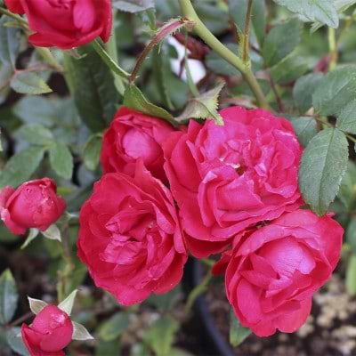 Morsdag rose