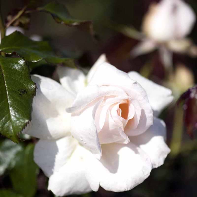 Storblomstrende rose Morten Korch