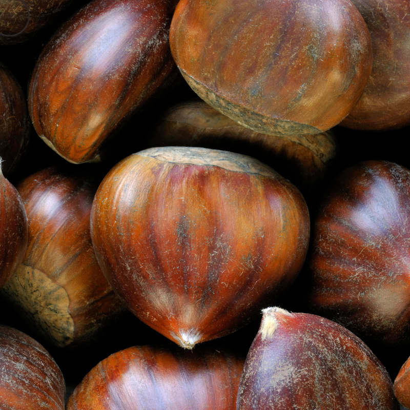 Kastanje (Castanea sativa 'Marron de Lyon') 175-200 cm