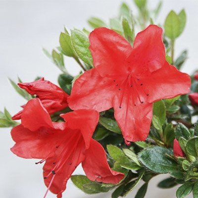 rød blomst