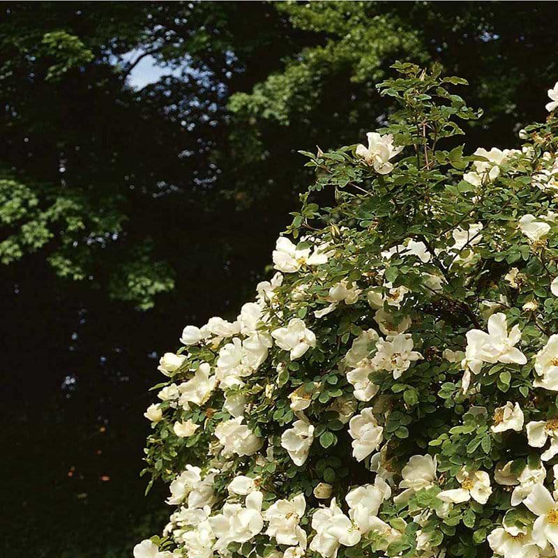 Historisk rose Moyesii Nevada blomst