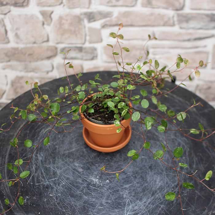 baum saatgut kaufen Wildapfel Samen kaufen  Heimisches Forst-Saatgut