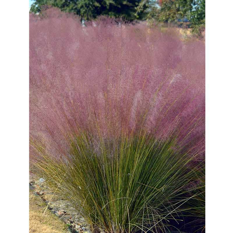 Muhlenbergia capillaris Muhly græs