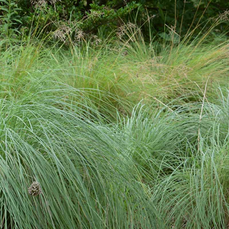 Muhlenbergia Hjortegræs 