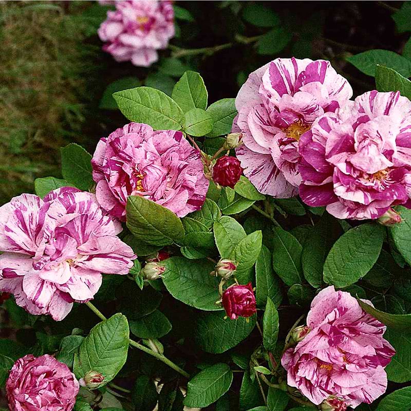 Mundi-gallica rose