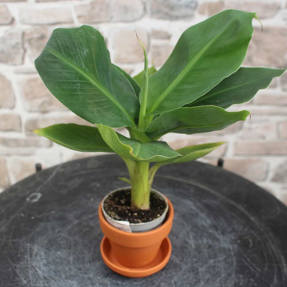 Mini banan palme Musa Acuminata