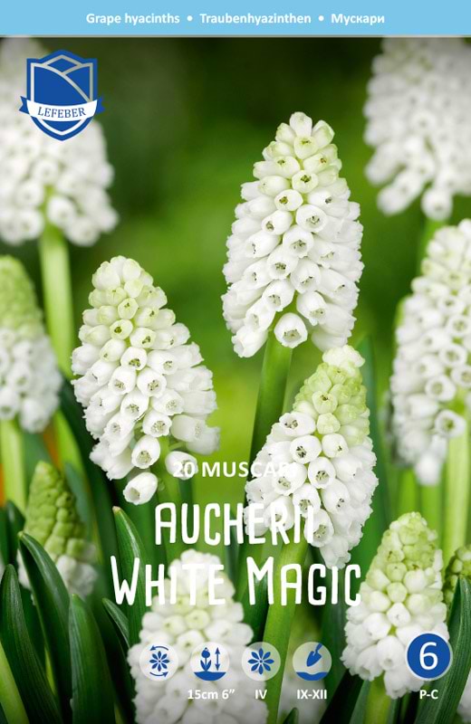 Muscari hvid