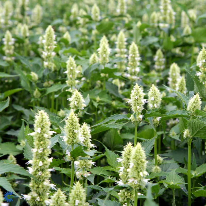 MYNTE ANISISOP INDIANERMYNTE (AGASTACHE RUGOSA 'ALABASTER' )