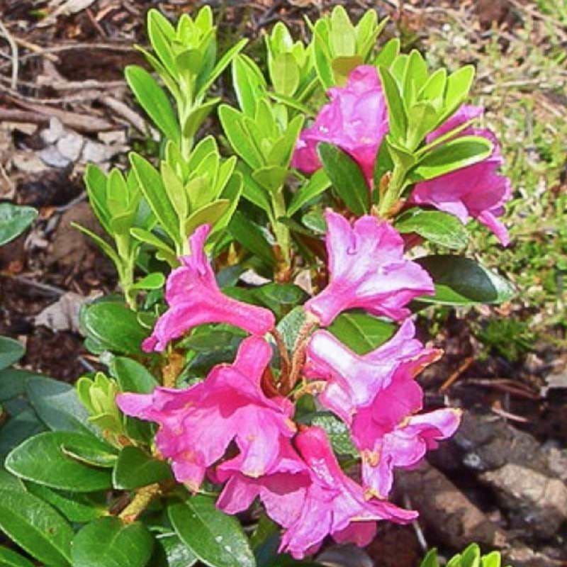 myrtifolium