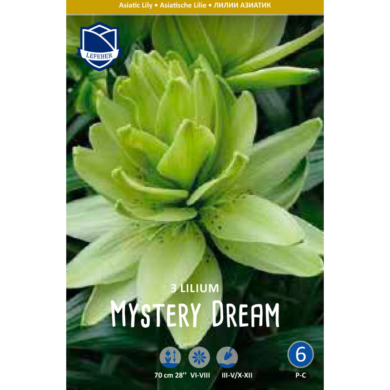 MYSTERY DREAM