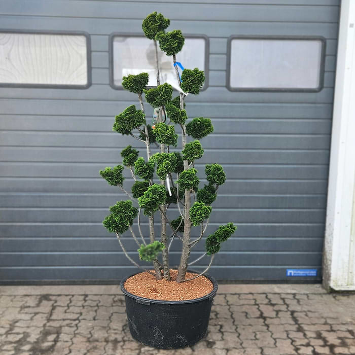 Solcypres (Chamaecyparis obtusa 'Nana Gracilis') Bonsai 180-190 cm