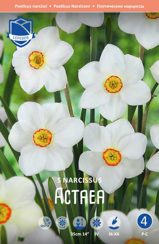 Narcissus Actaea