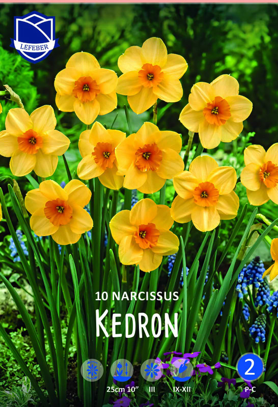 Narcissus Kedron