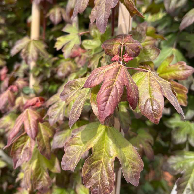 Navr Rød (Acer campestre 'Red Shine')
