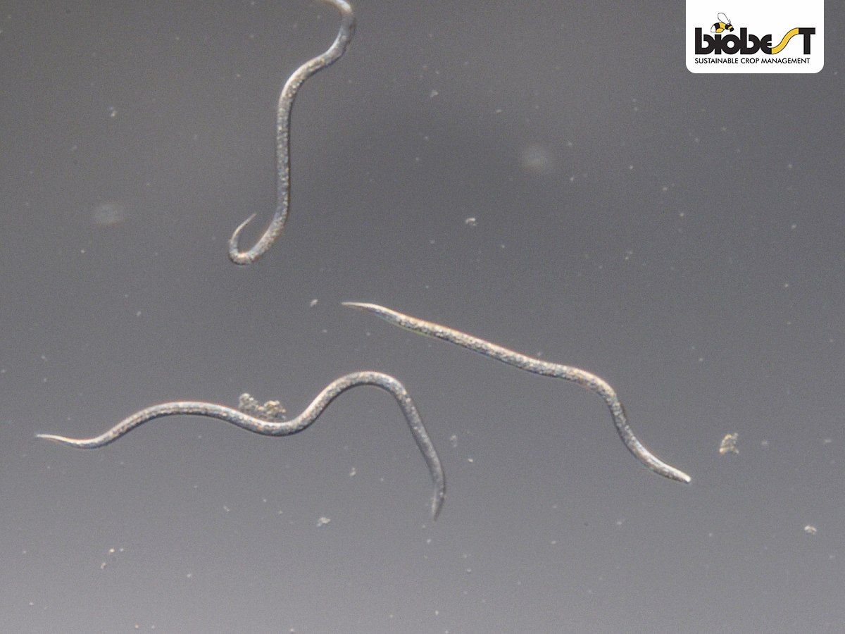 nematoder 