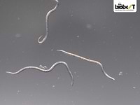 nematoder 
