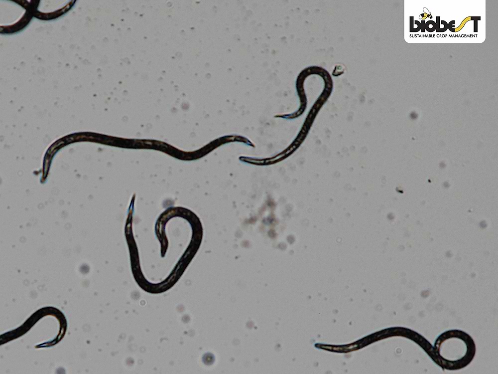 nematoder