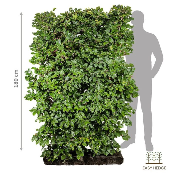 Luksus bøg (Fagus sylvatica) færdighæk - Flere varianter