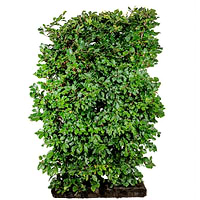 Luksus bøg (Fagus Sylvatica) 125 cm færdighæk