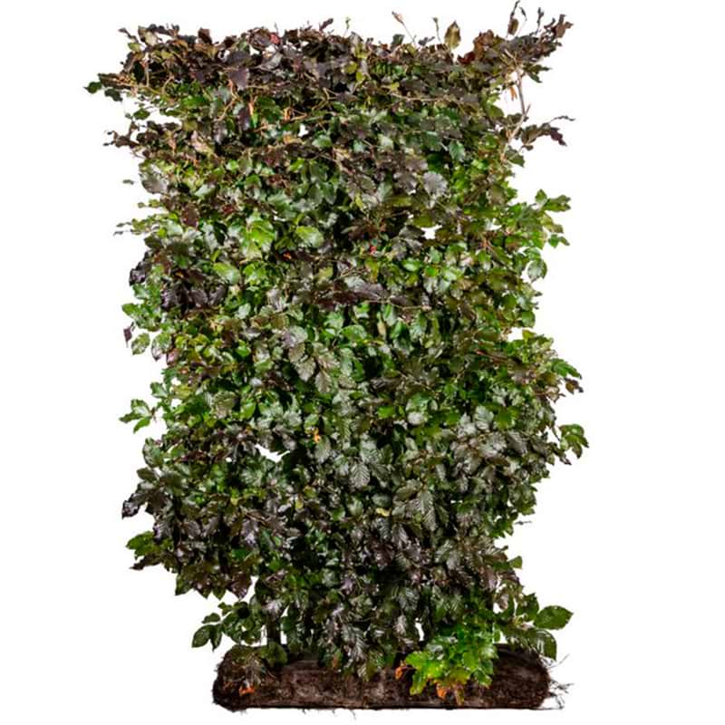 Luksus rødbøg (Fagus sylvatica 'atropurpurea') 150 cm færdighæk 