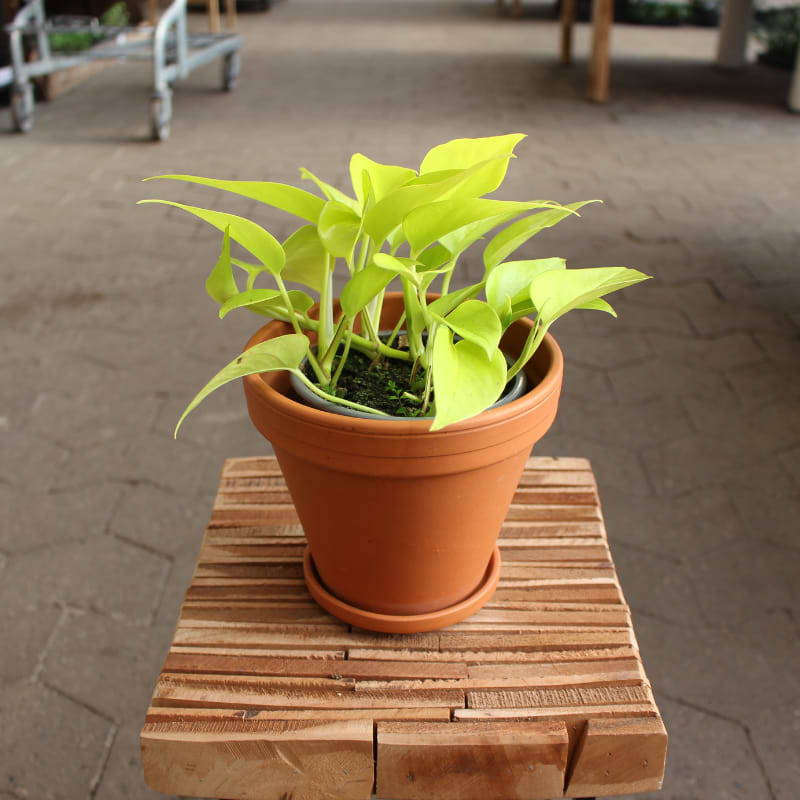 epipremnum neon