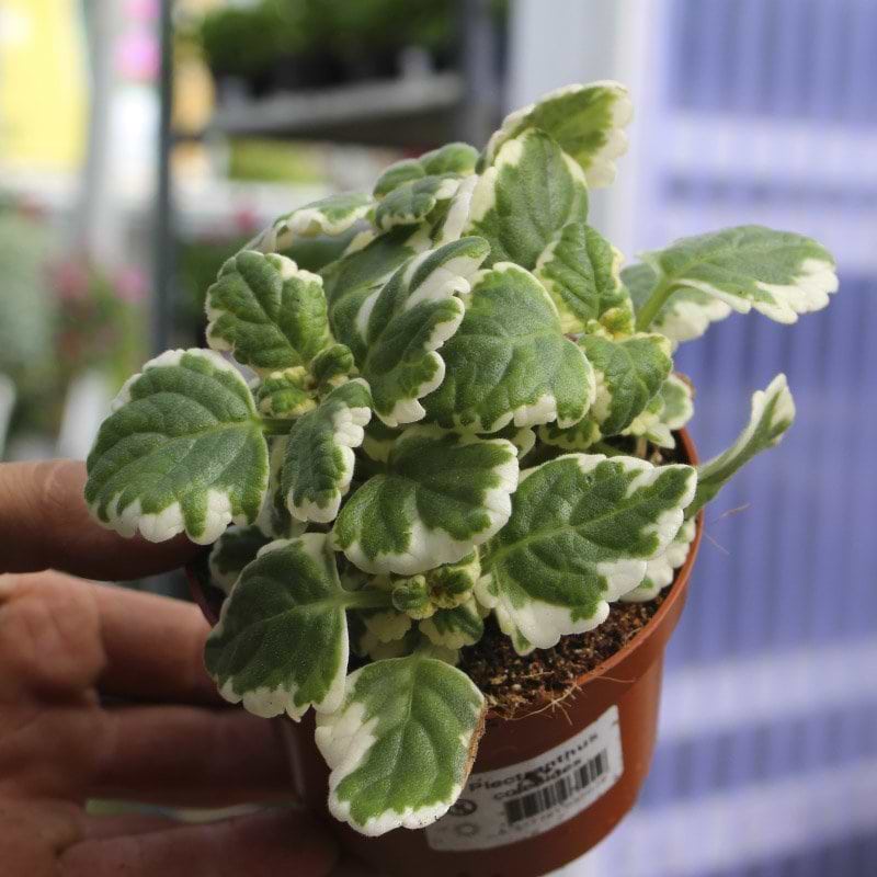 nepeta sommerblomst