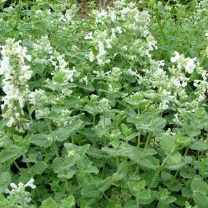Blåkant (Nepeta faassenii 'Alba')*