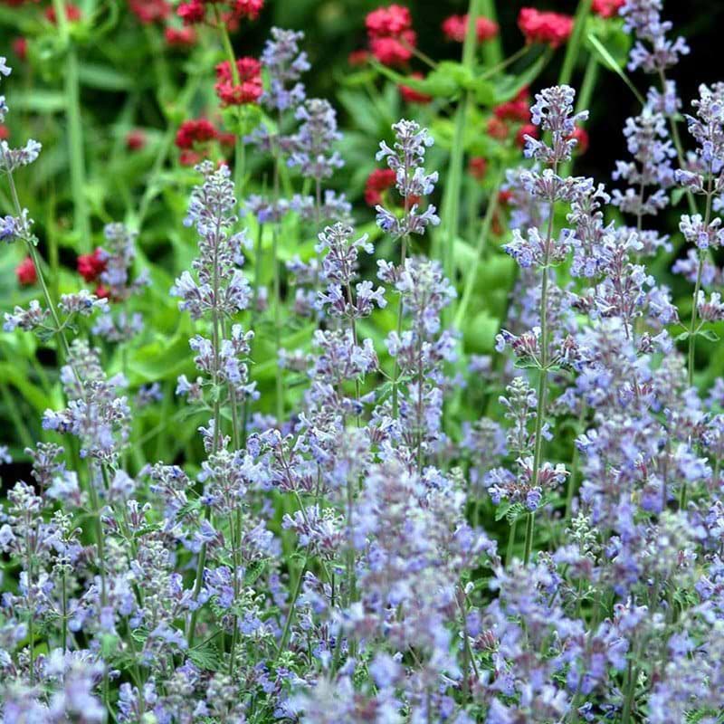 Blåkant Nepeta