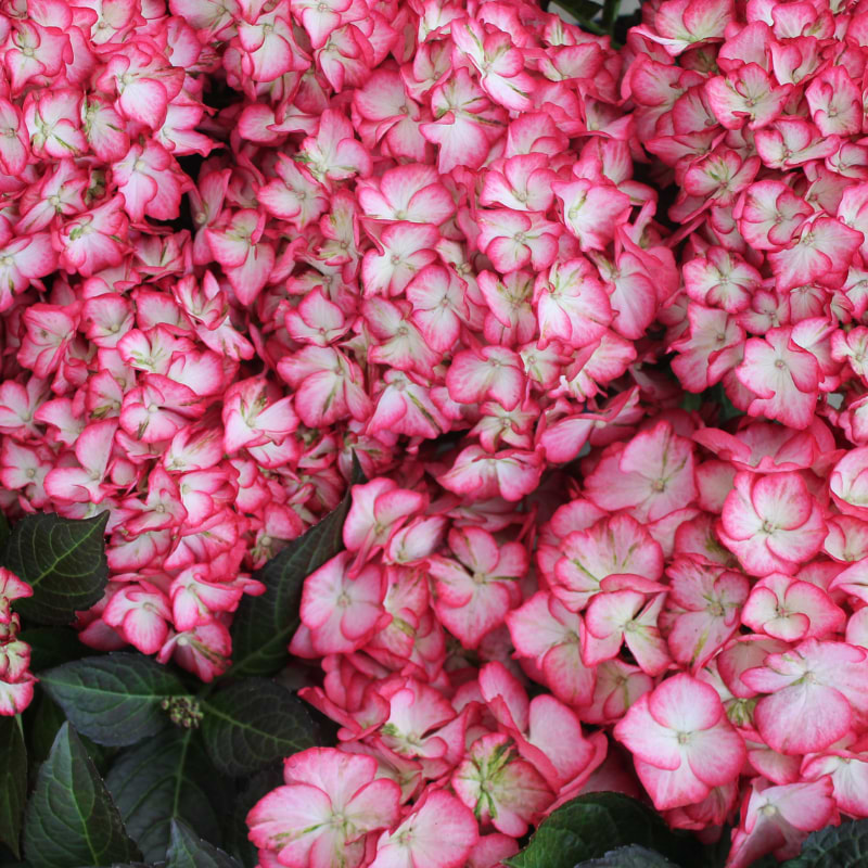 Hortensia (Hydrangea mac. Royalty 'Beauty of Boskoop') 5 L