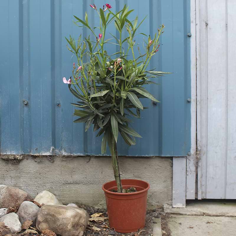 Nerium Oleander 3 colours