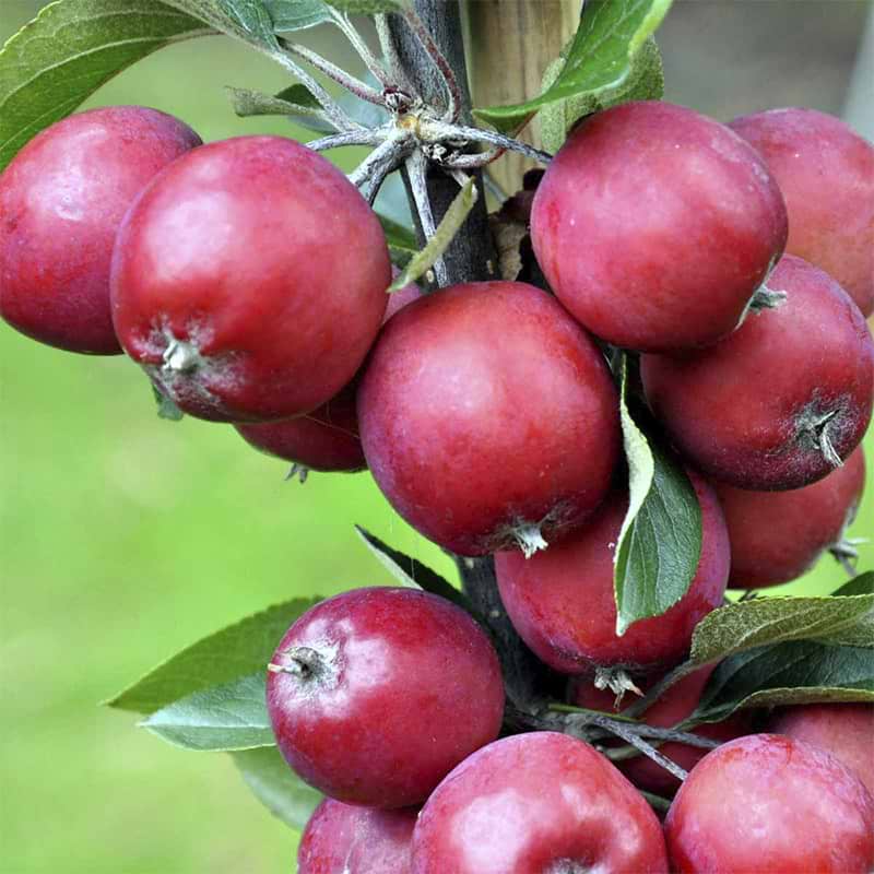 Paradisæble (malus 'Neville Copeman') opstammet 110 cm