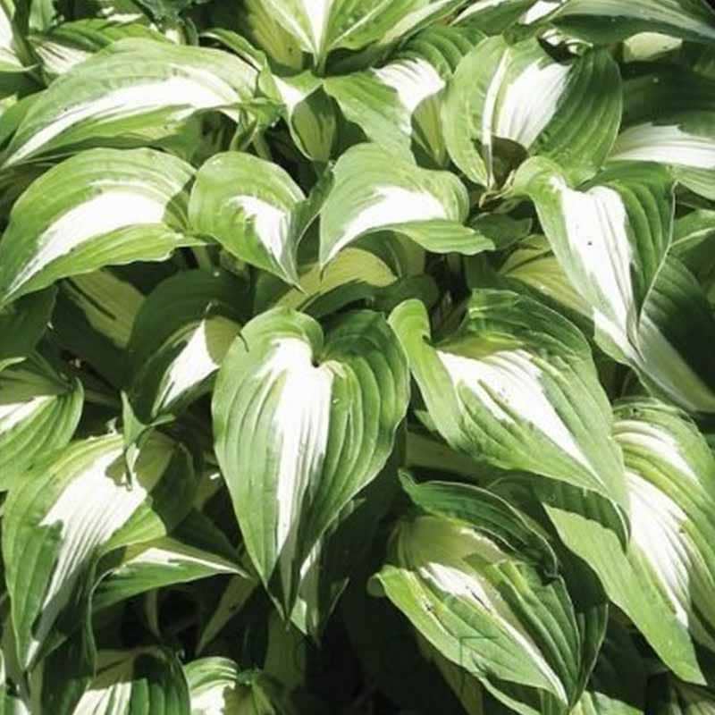 Funkia (Hosta 'Night before Christmas') Potte 1L
