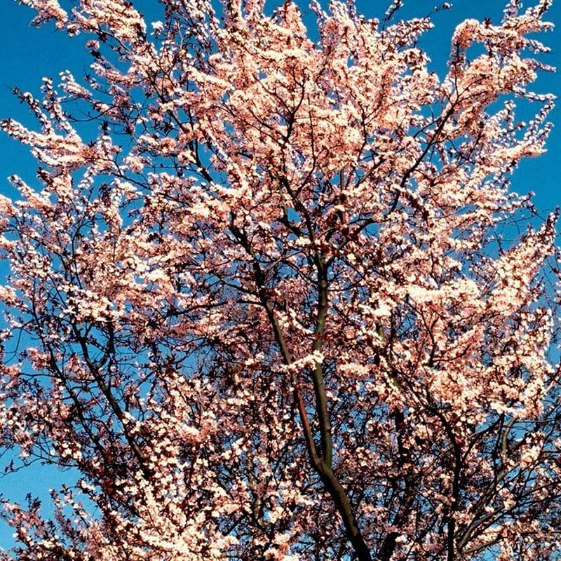 Blodblomme nigra