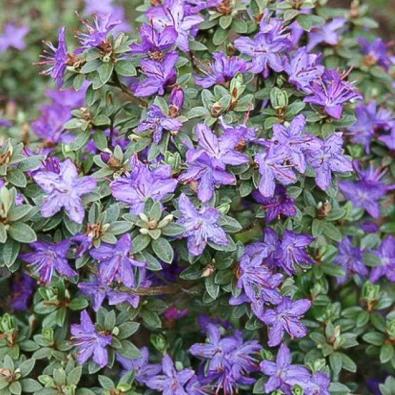 rhododendron lilla