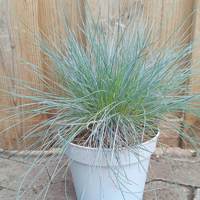 flax planting Blue Flax Seeds, Linum perenne