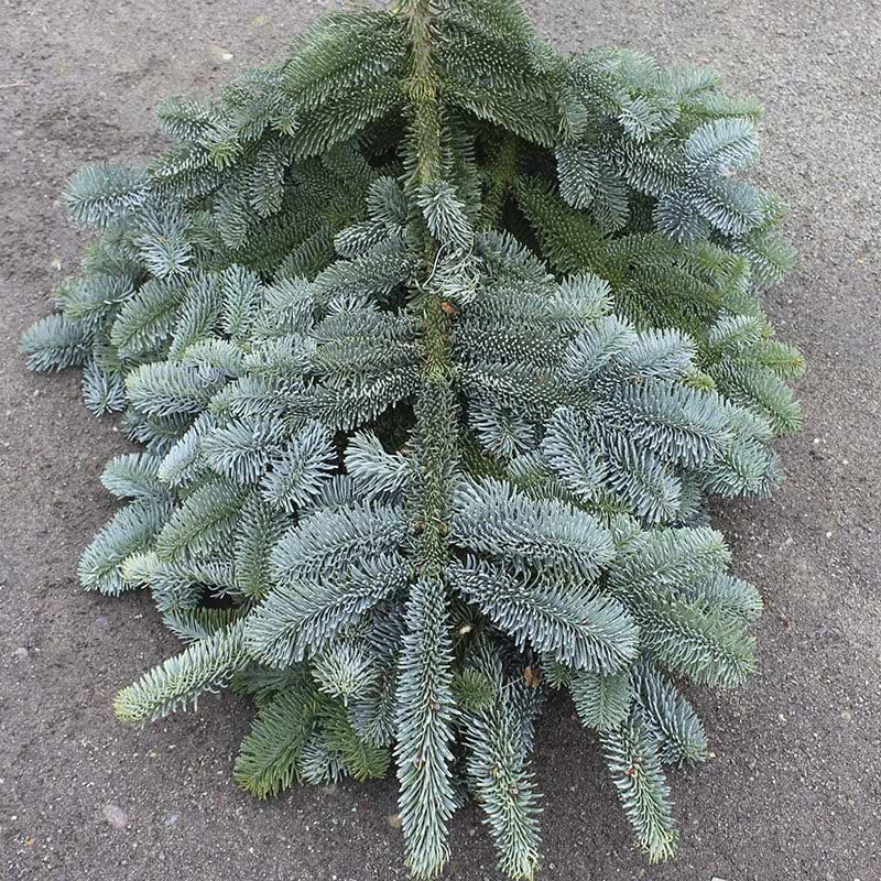 pyntegran Nobilis