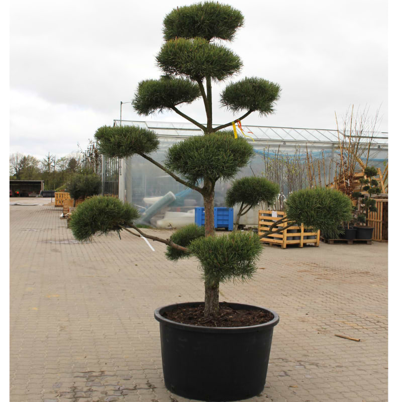 Skovfyr (Pinus sylvestris 'Norske Type')| Bonsai 220 cm| Kb her