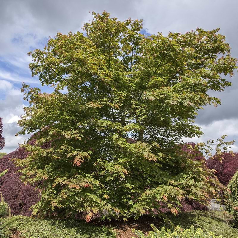 Acer 'North Wind'