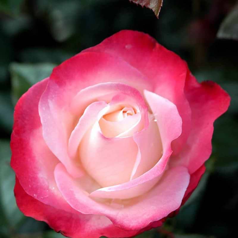 Rose Nostalgie